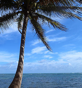 Requin Citron Petite Terre Picture Of Tarzan Excursion Guadeloupe Sainte Anne Tripadvisor